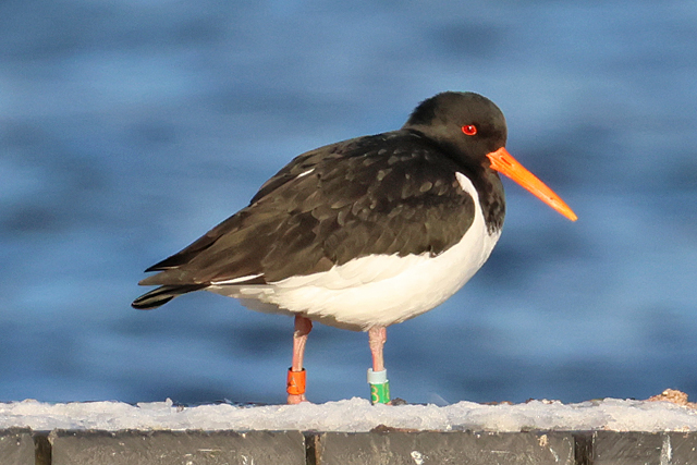 Strandlopers